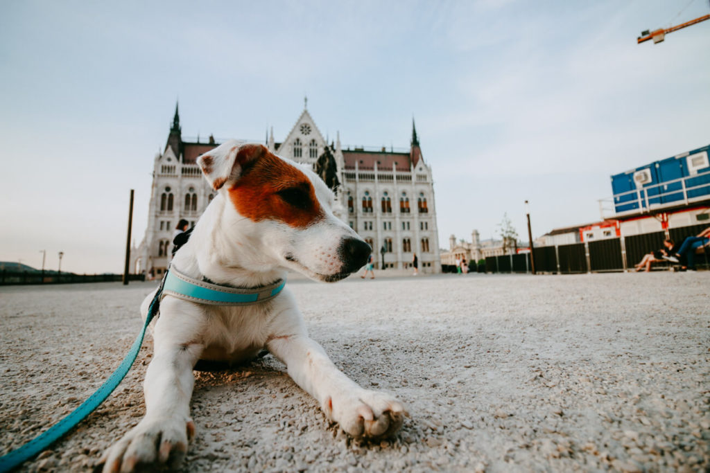 Pies na tle Parlamentu w Budapeszcie
